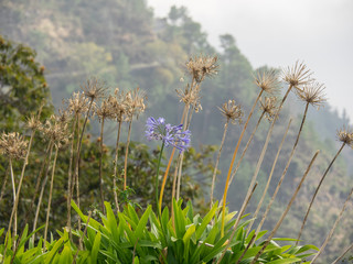 Die Insel Madeira im Atlantik