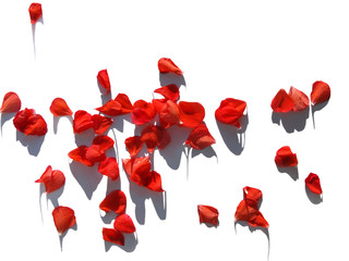 Red Petals of Flowers. Isolated on White.