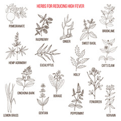 Fototapeta na wymiar Best herbal remedies for reducing high fever