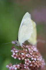 Accouplement papillons