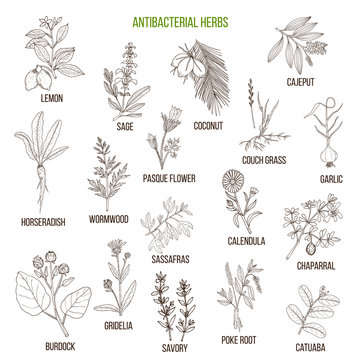 Best antibacterial herbs