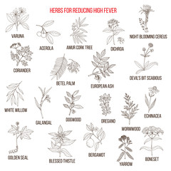 Best herbs for reducing high fever