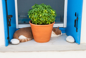Sleeping cat in the window next to the basil pot