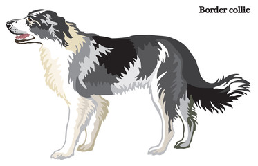 Border collie vector illustration