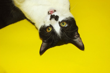 Cute smiling tuxedo cat with funny face.Tuxedo Cat over yellow background. Close up of a Cat, cropped shot.

