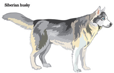 Fototapeta na wymiar Siberian husky vector illustration