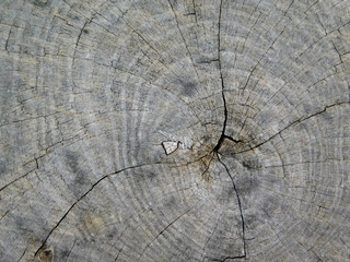 texture of tree trunk