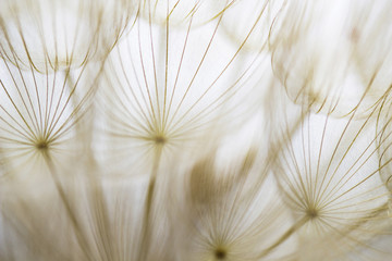 Dark and moody dandelion full frame closeup 