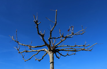 Bare tree and branches against blue sky in winter