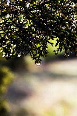 Dew drop hanging from leaf - forest road in the background