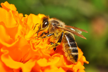 Bee and flower