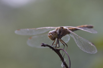 dragonfly
