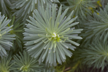 decorative plant