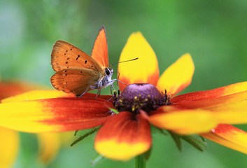 Obraz premium Butterfly on a flower.Orange butterfly gold piece on the orange flower of rudbeckia.
