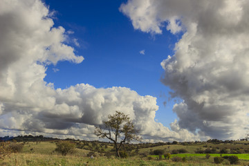 Autumn hilly landscape. Alta Murgia National Park: grassland with wild almond tree dominated by clouds.