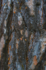 Texture - pine bark on an old tree