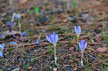 Obraz premium Autumn Purple Crocus Flowers