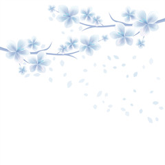 Obraz na płótnie Canvas Branches of Sakura with White Blue flowers and flying petals isolated on White background. Apple-tree flowers. Cherry blossom. Vector