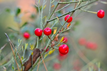 Close up Hawthorn berry
