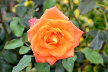 Details of an open wild rose flower with green leaves as background