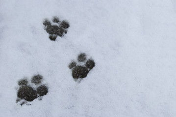 A paw print of a dog on white snow