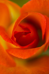 Top view of blossoming bright red rose
