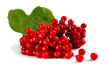 Berries of red Viburnum with leaves.