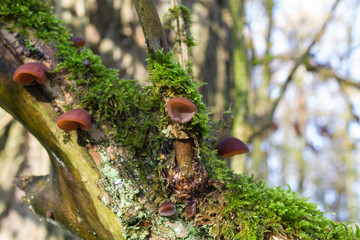 Fototapete bei efototapeten.de bestellen   