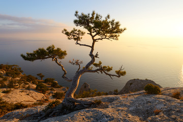 Alone tree on the edge of the cliff