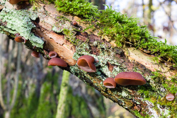 Fototapete bei efototapeten.de bestellen   