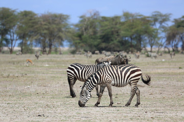 Zebras Afrika