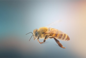 Bee.