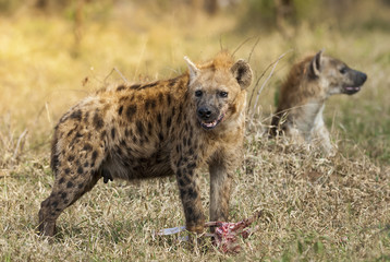 Hyaena, 