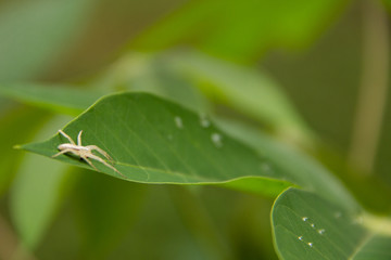 Black tiny spider