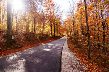 Autumn Road