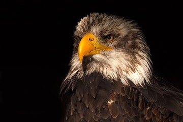 Weißkopfseeadler