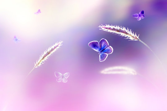 Butterflies in flight against a background of wild nature in pink tones. Artistic image. Soft focus.