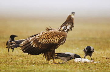 White-tailed Eagle, Haliaeetus albicilla, Hungary, Europe