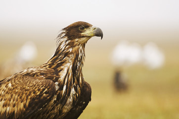 White-tailed Eagle, Haliaeetus albicilla, Hungary, Europe