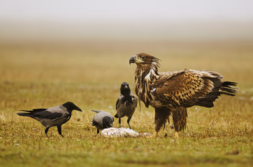 White-tailed Eagle, Haliaeetus albicilla, Hungary, Europe
