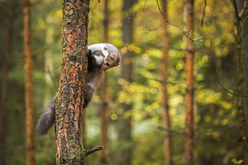 Marten, Marten foida into forest