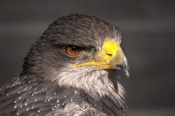 Kaiseradler