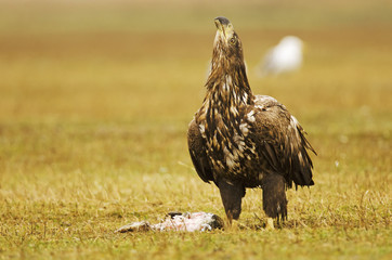 White-tailed Eagle, Haliaeetus albicilla, Hungary, Europe