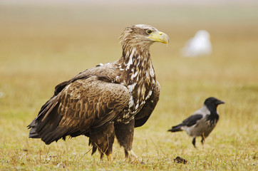 White-tailed Eagle, Haliaeetus albicilla, Hungary, Europe