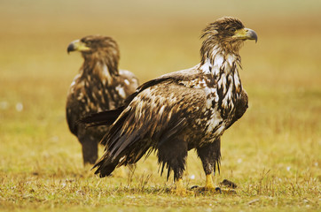 White-tailed Eagle, Haliaeetus albicilla, Hungary, Europe