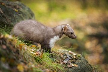 Marten, Marten foida into forest