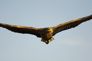 White-tailed Eagle, Haliaeetus albicilla, Hungary, Europe