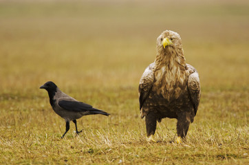 White-tailed Eagle, Haliaeetus albicilla, Hungary, Europe