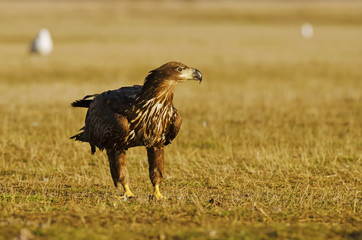 White-tailed Eagle, Haliaeetus albicilla, Hungary, Europe