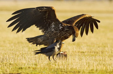 White-tailed Eagle, Haliaeetus albicilla, Hungary, Europe